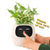 AI GrowBuddy Smart Plant Care System with interactive face and leafy plant in white pot being touched by child, encouraging care.