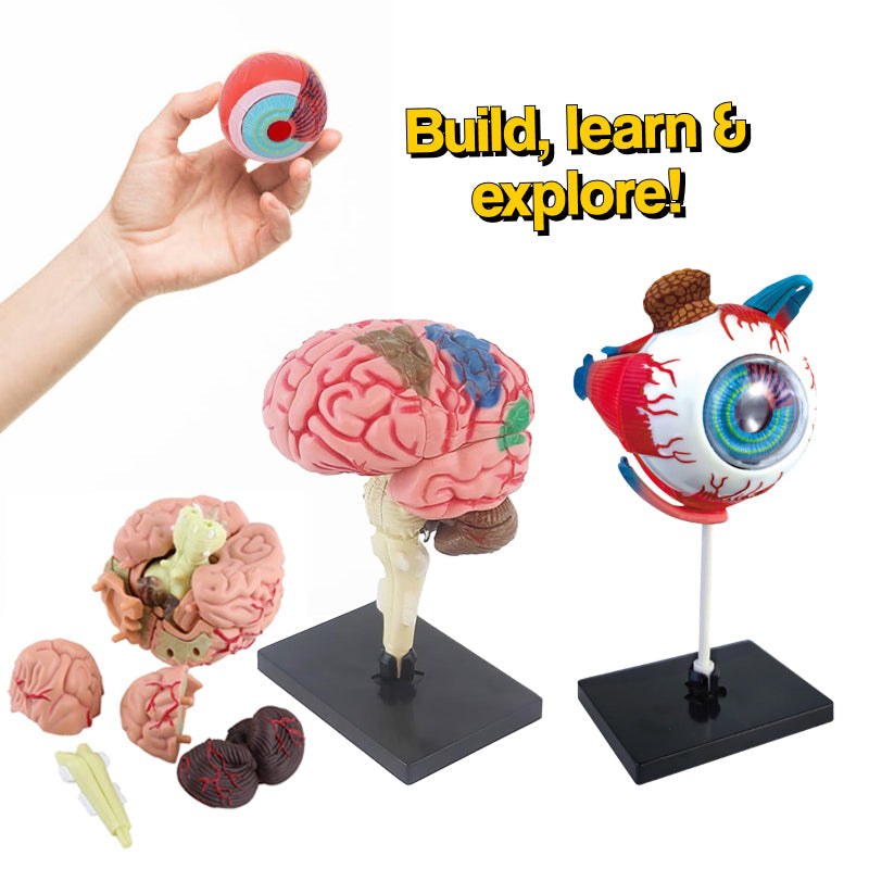 Little Anatomist 4D Build & Learn Science Kits with detailed brain and eyeball models, 32 detachable parts
