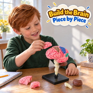 Little Anatomist 4D Build & Learn Science Kits